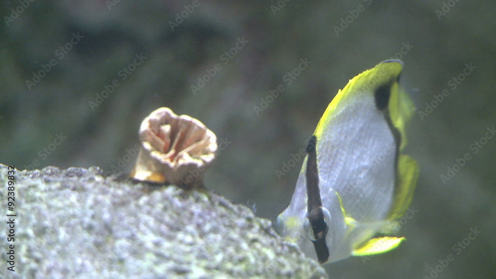 Undersea flora and fauna Undersea flora and fauna