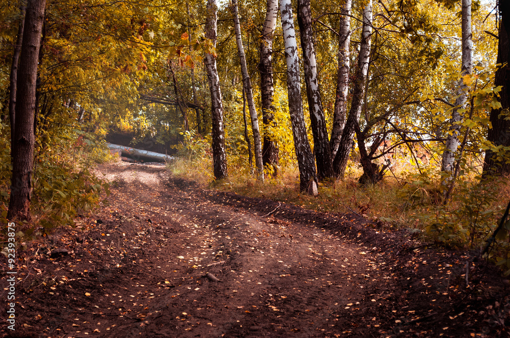 Obraz premium Autumn in the forest 2 fx