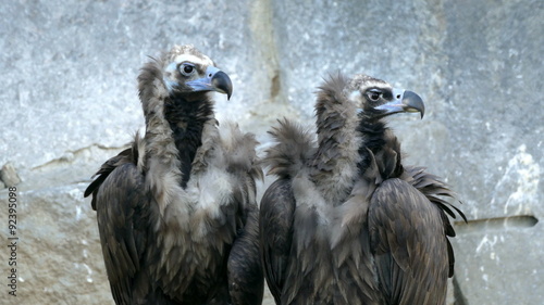 Two griffin carefully look around