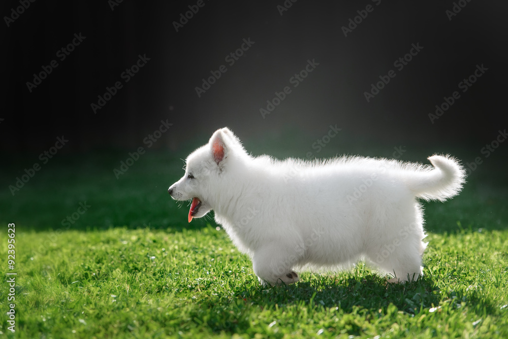 White Swiss Shepherds puppy
