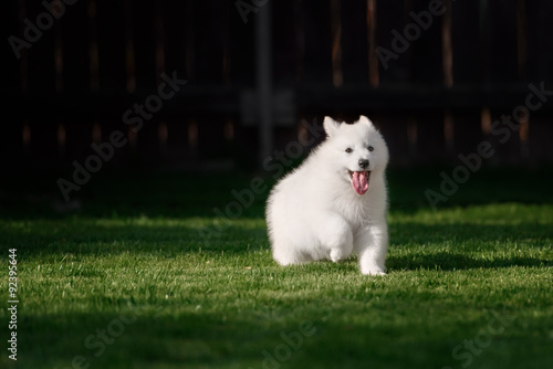 White Swiss Shepherds puppy