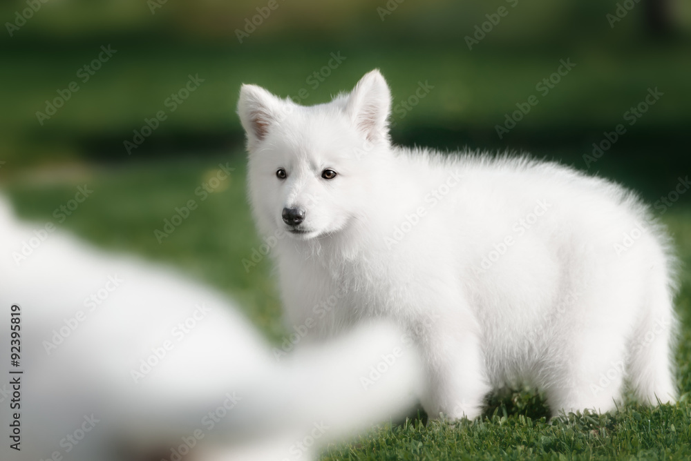 White Swiss Shepherds puppy