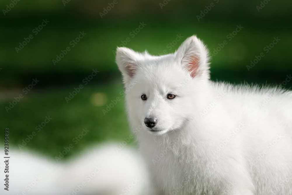 Naklejka premium White Swiss Shepherds puppy