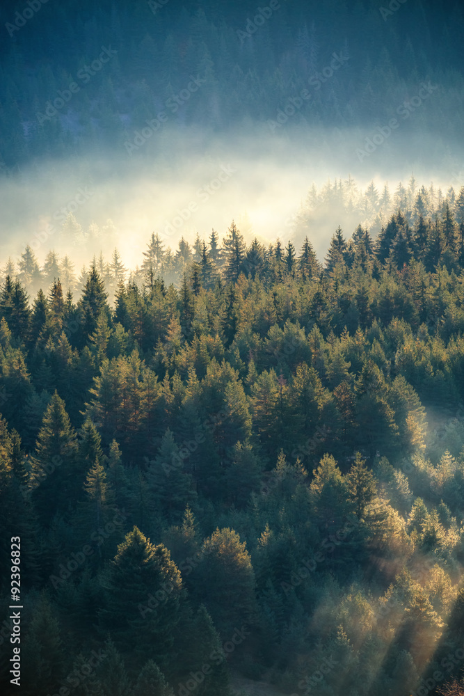Fototapeta premium Mglisty las sosnowy na zboczu góry w rezerwacie przyrody