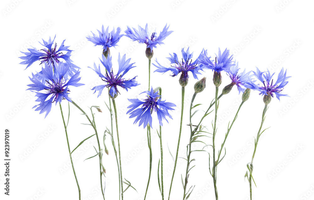 Fototapeta premium Cornflowers on white