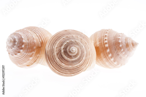 some seashells isolated on white background