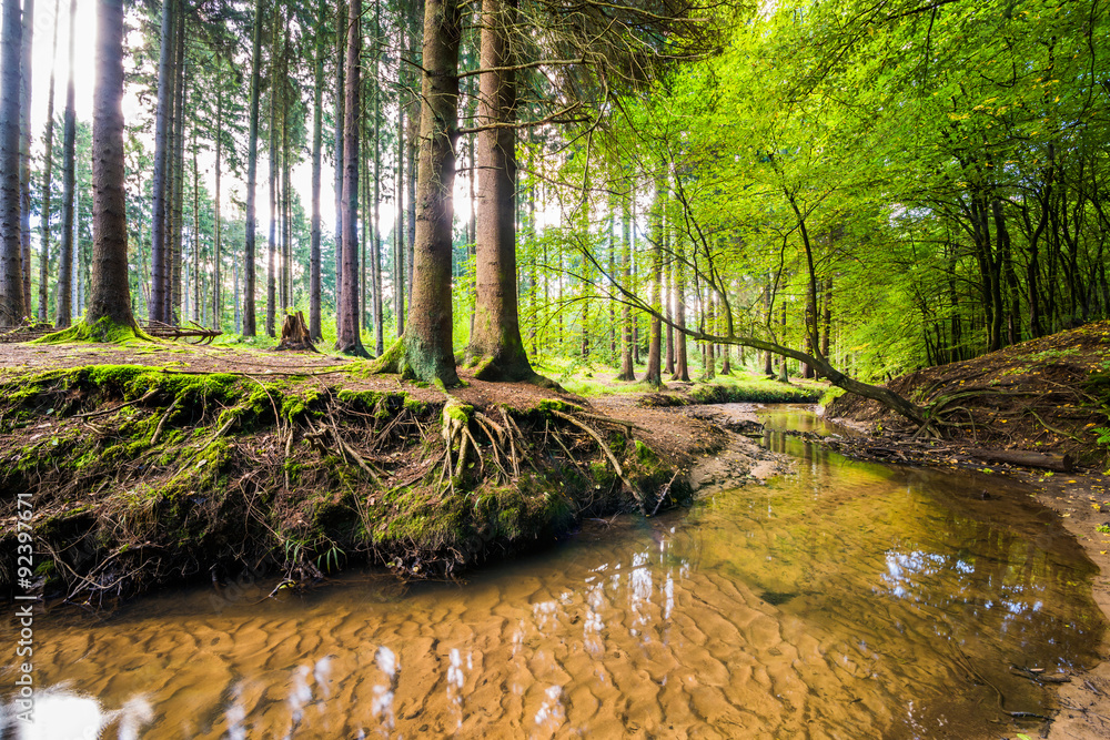 Obraz premium Bach im Wald