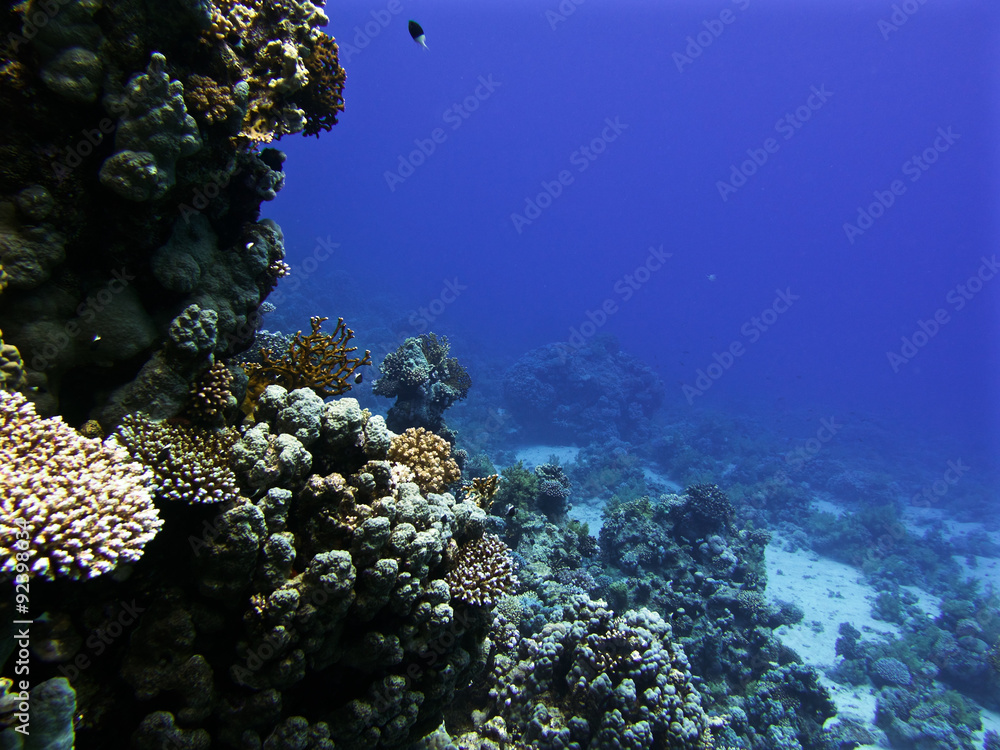 Fototapeta premium Coral seascape