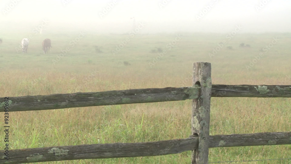 Looking over a split rail fence to horses on a foggy meadow Looking over a split rail fence to horses on a foggy meadow
