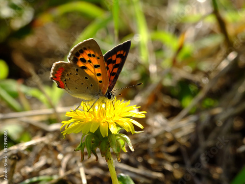 Canvastavla little butterfly on the back light #9
