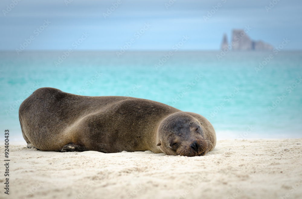 Obraz premium Sleeping Sea Lion, Galapagos Islands, Ecuador
