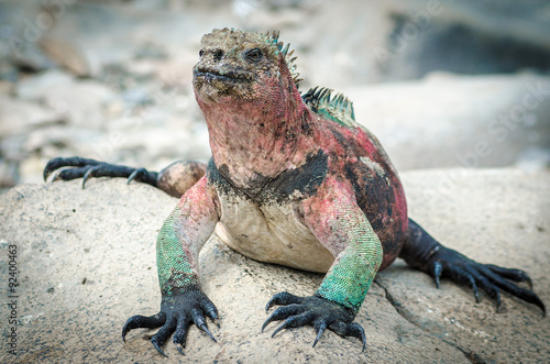 Colorful Iguana, Galapagos Islands