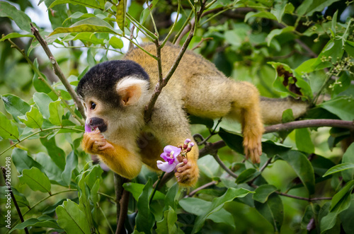 Monkey eating flower in pampas Amazon, Bolivia