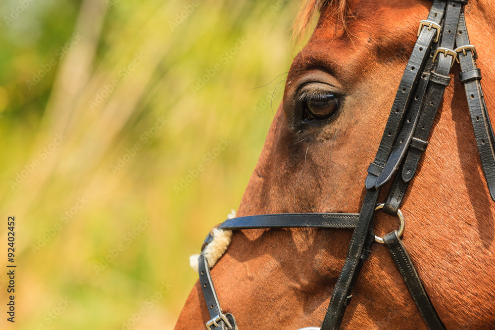 Fototapeta premium Closeup of majestic graceful brown horse