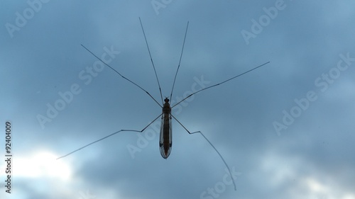 An insect or adragonfly stuck to the window