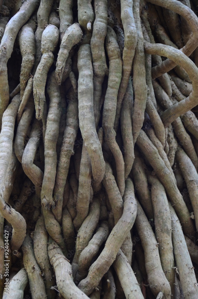 roots tree green plant nature texture background wood roots tree green plant nature texture background wood