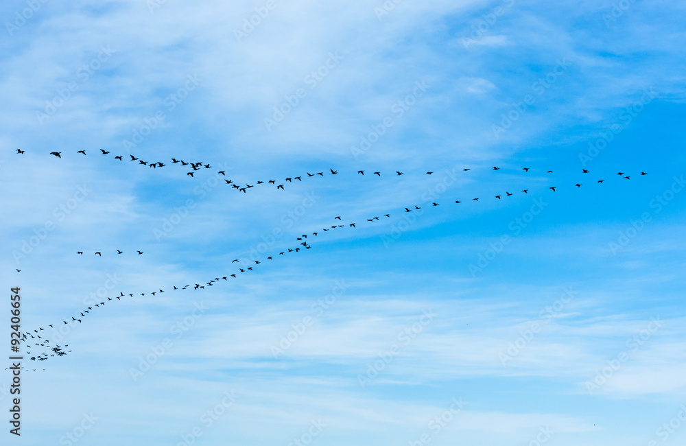 Large flock of cormorants flying in V formation