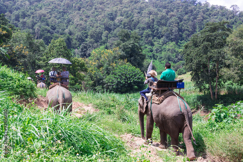 Elephant trekking through jungle in northern Thailand   © sakdinon