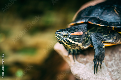 Small Red-ear Turtle, Pond Terrapin