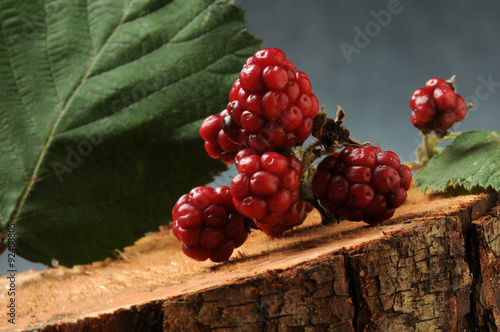  Rubus ulmifolius Mittelmeer-Brombeere Zarzamora More di rovo Ronce à feuilles d'Orme Ежевика вязолистная Elmleaf blackberry Jalavakarhunvatukka Brijestolisna kupina Macchiabjörnbär Esbarzer  photo