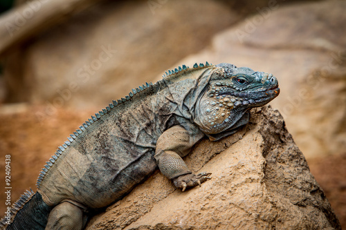 Iguana On a Rock