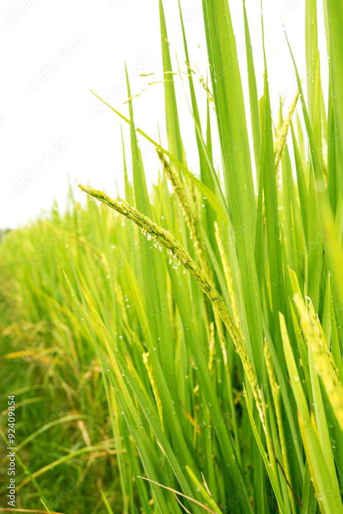 Naklejka premium Paddy rice