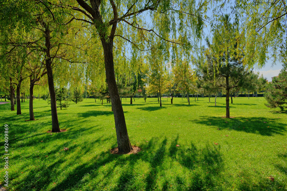 Grass and trees in sunny day Grass and trees in sunny day