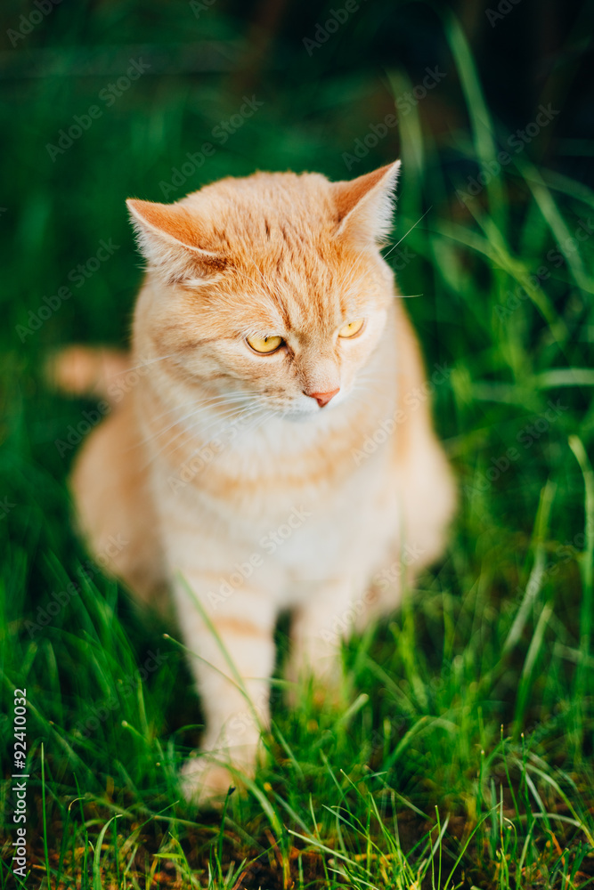 Red Cat Sitting In Green Grass