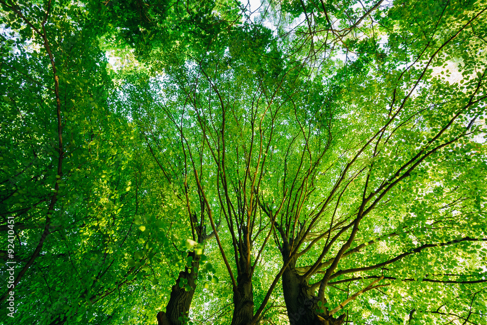 Fototapeta premium Spring Summer Green Canopy Of Tall Trees. Sunlight In Deciduous 