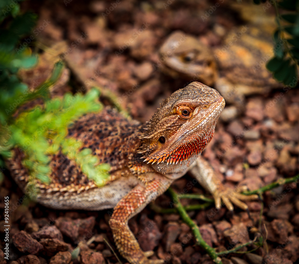 Obraz premium Bearded Dragon