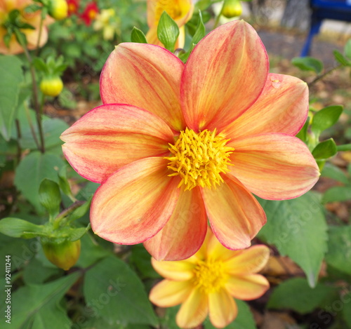 autumn garden flower