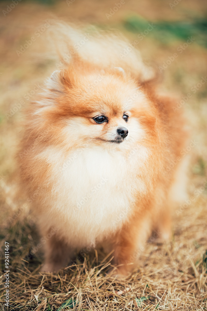 Portrait of Red Pomeranian Spitz  Small Dog