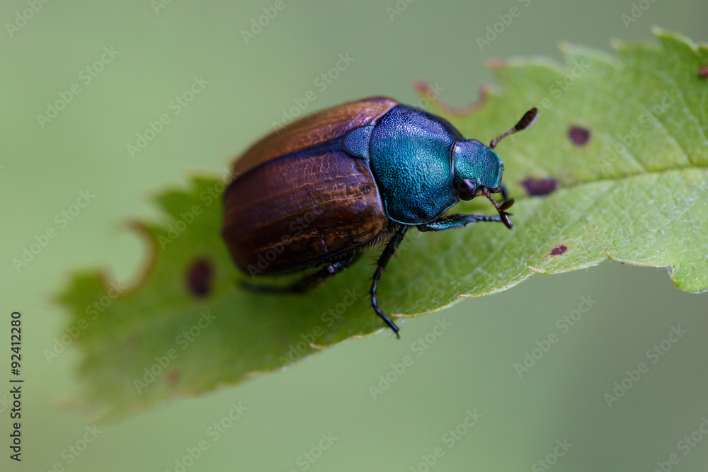 Bug Bug