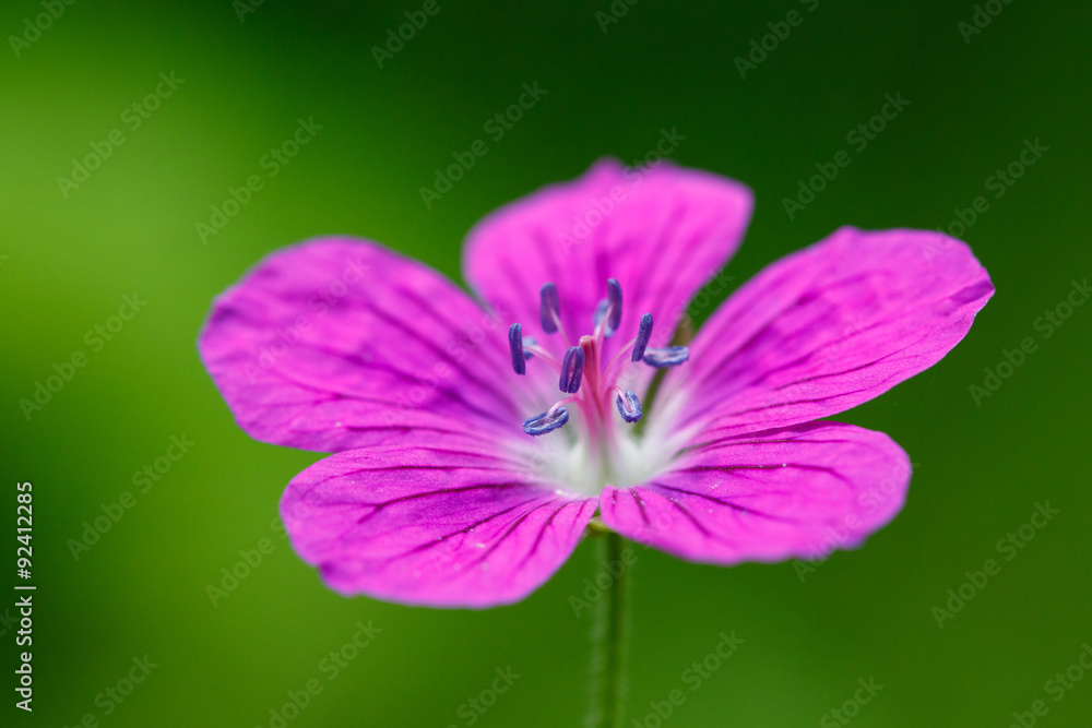 Pink flower