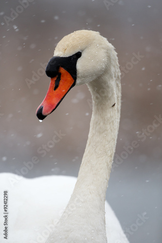 Portrait of mute swan in snow