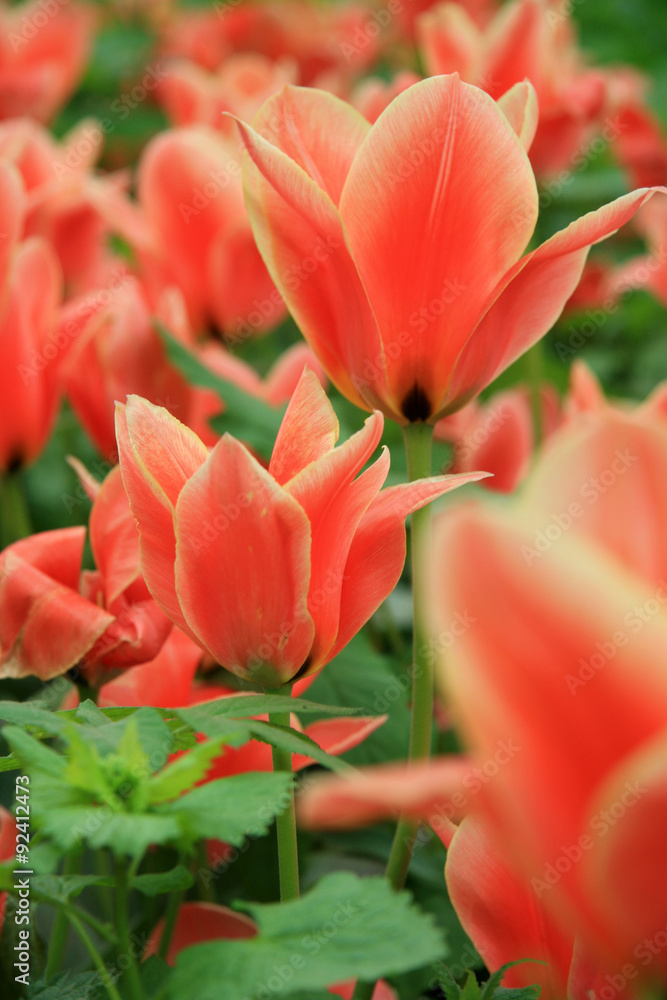 Magnificent tulips / Orange tulips flower bed in the Botanical Garden Russia