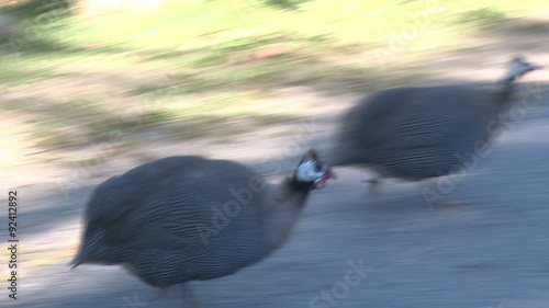 Guineafowl at Heckscher Farm photo