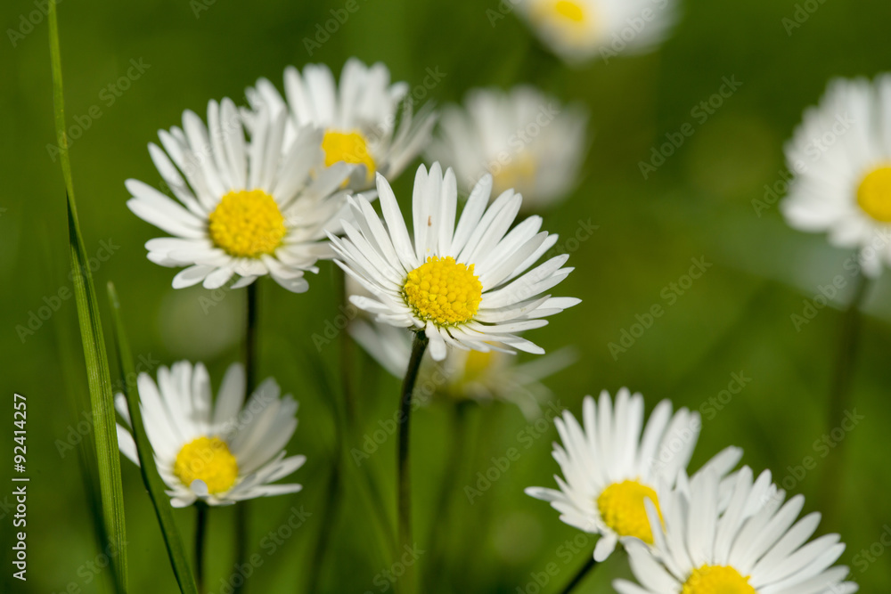 Fototapeta premium small daisy flower