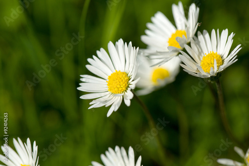 small daisy flower