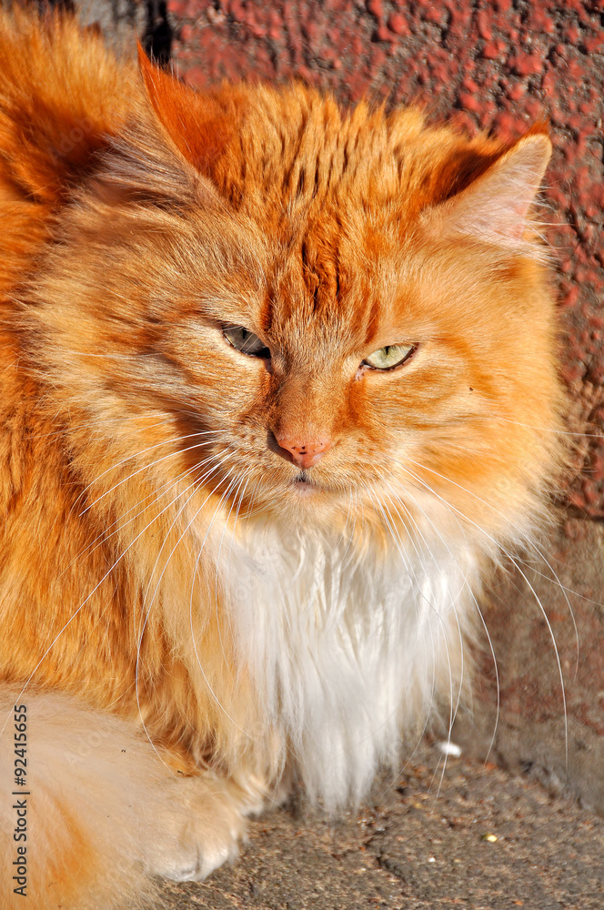 Fototapeta premium fluffy Maine Coon cat outside