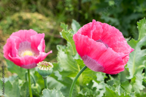 Two pink poppies growing among thistles