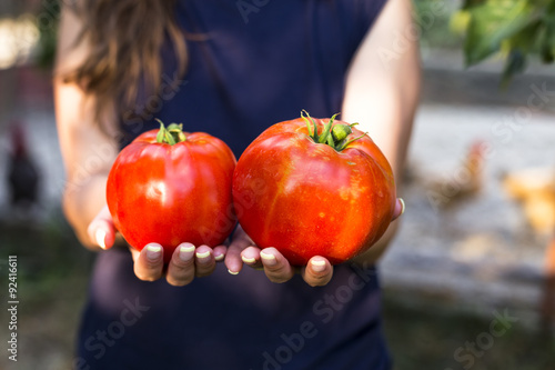 Closeup of woman hands holding fresh ripe tomatoes