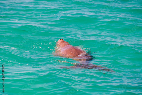 australia dugong while swimming on sea surface