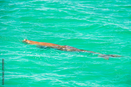 australia dugong while swimming on sea surface photo