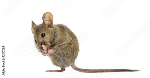 Wood mouse cleaning its paw in front of a white background