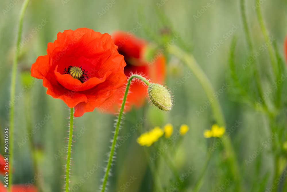 One red poppy