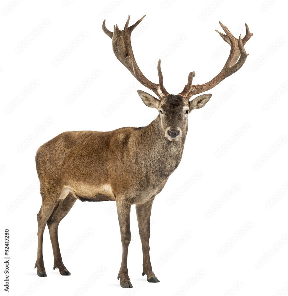 Red deer stag in front of a white background