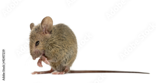 Wood mouse cleaning itself in front of a white background