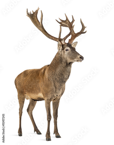 Red deer stag in front of a white background © Eric Isselée