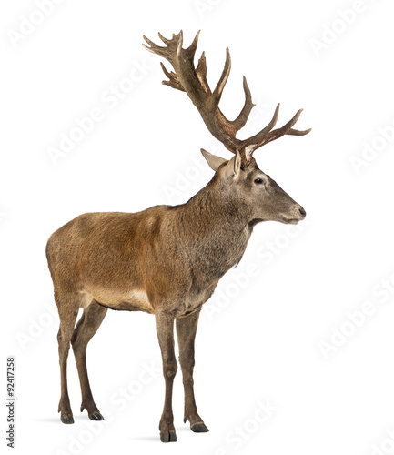 Fototapeta Naklejka Na Ścianę i Meble -  Red deer stag in front of a white background